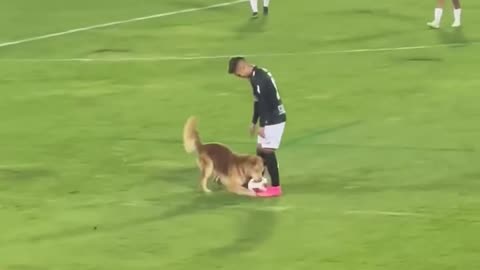 Red Card For Cuteness