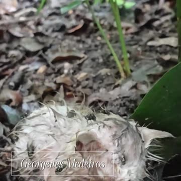 He wouldn't survive alone... But love arrived in time. 🐾💔