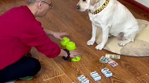 狗子天生就对麻将敏感，真是老天爷赏饭吃啊 Dogs are naturally sensitive to mahjong, and it's really God's appreciation