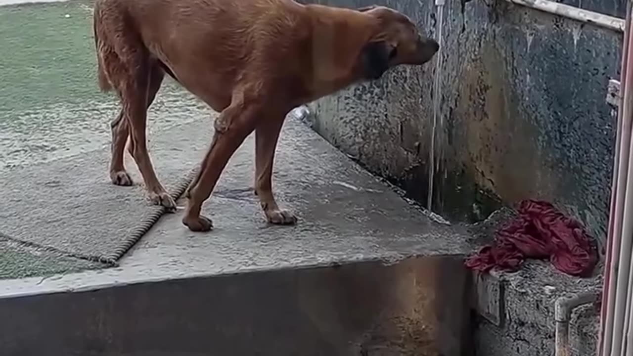 Kind Lady Helps Thirsty Dog! ❤️