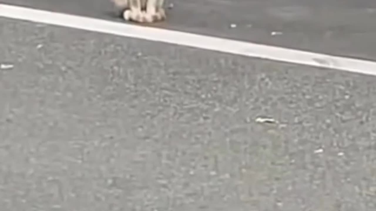 Cat startled by a honk