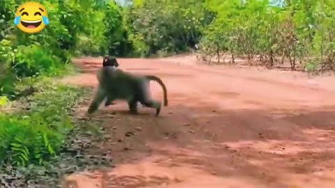 Monkey vs Dog Real Fight – Funny Animal Showdown! 😂🐶🐒