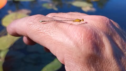 Damselfly