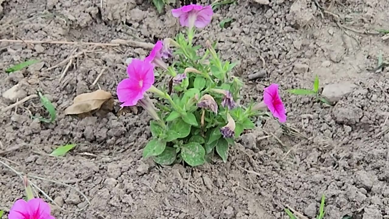 Random Butterfly Spawn!