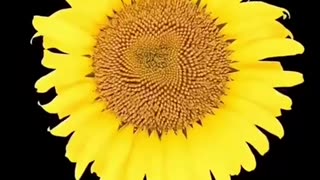 We are Nature