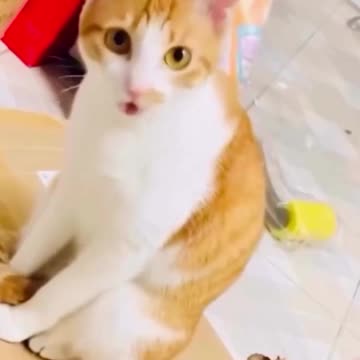 Cat twist #avooos #avani #reels #instagood