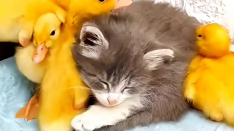 Cute animal videos #shorts #ytshorts #youtubeshorts #cuteanimals #catshorts