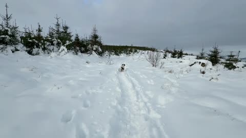 12/01/25 7mile hike with molly