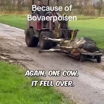 Фуражът Bovaer трови кравите