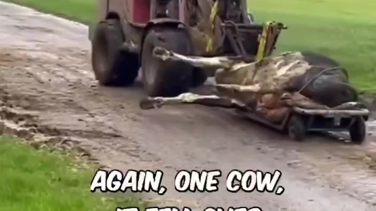 Фуражът Bovaer трови кравите