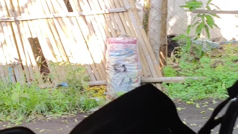 Kuyog si Grey manglakaw