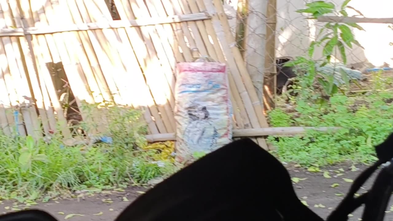 Kuyog si Grey manglakaw