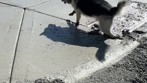 Dog's Comedy Videos 🤣 so cute videos 😍