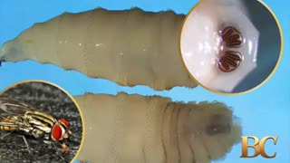 Millions of flies to be dropped over Texas to combat flesh-eating maggots