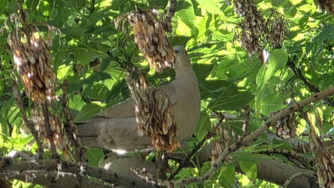 Eurasian Collared-Dove photos