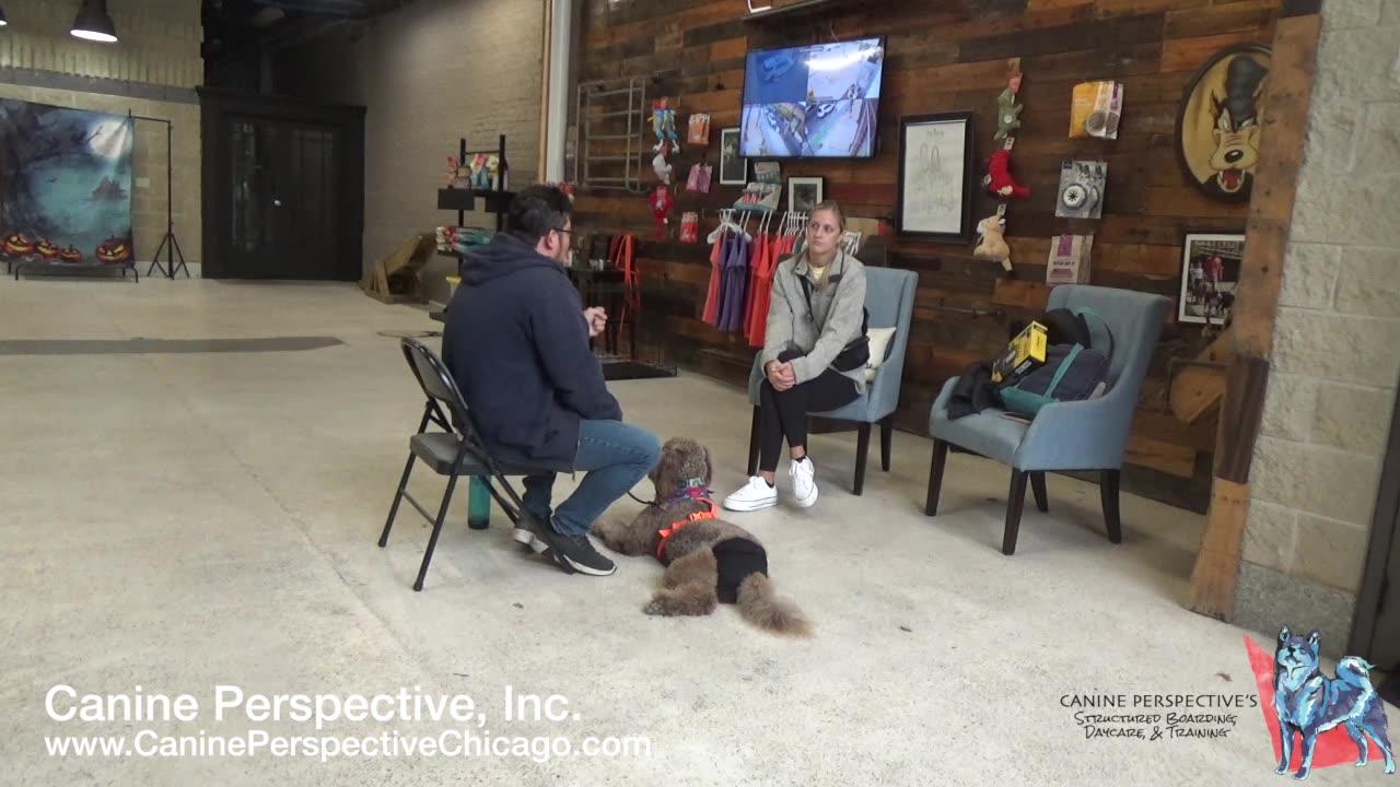 Consultation: Slinky | Referral, Off-Leash Obedience, Nervous Reactivity, Harnessing Prey Drive