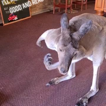 Kangaroo diaries in Australia