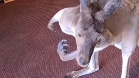 Kangaroo diaries in Australia