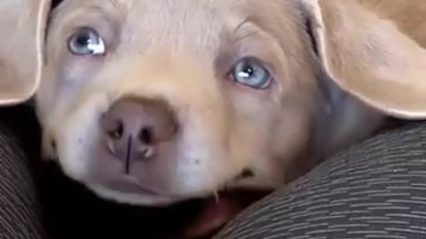 🐶🧘‍♀️ Doggie Doing Yoga? This Pup's Got Moves! | FunFM