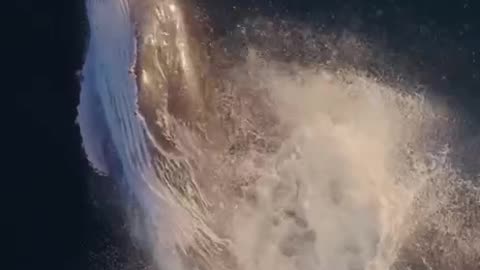 Whale dive