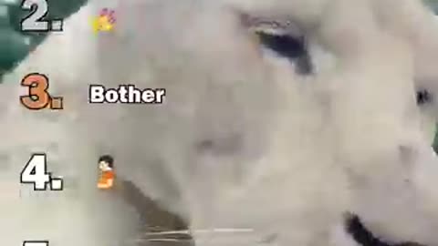 Ranking Best Big Cat Housecats Moments