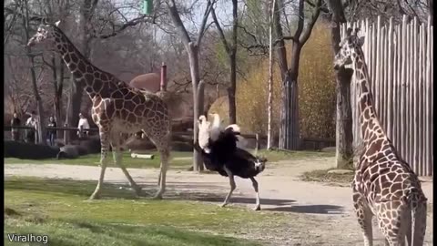 Funny animal videos