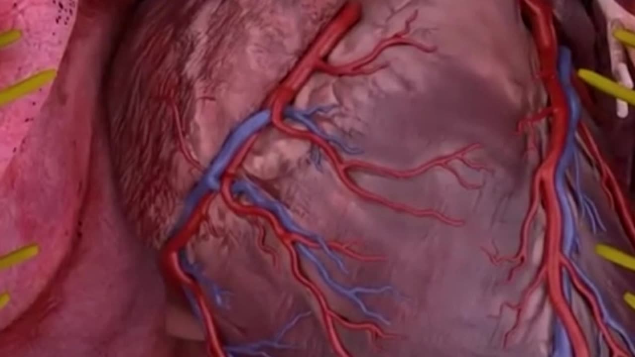 How a human heart beats