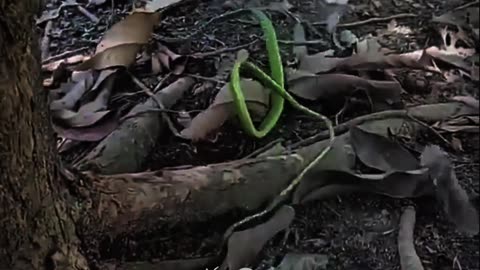 Cat vs Snake fight Edit