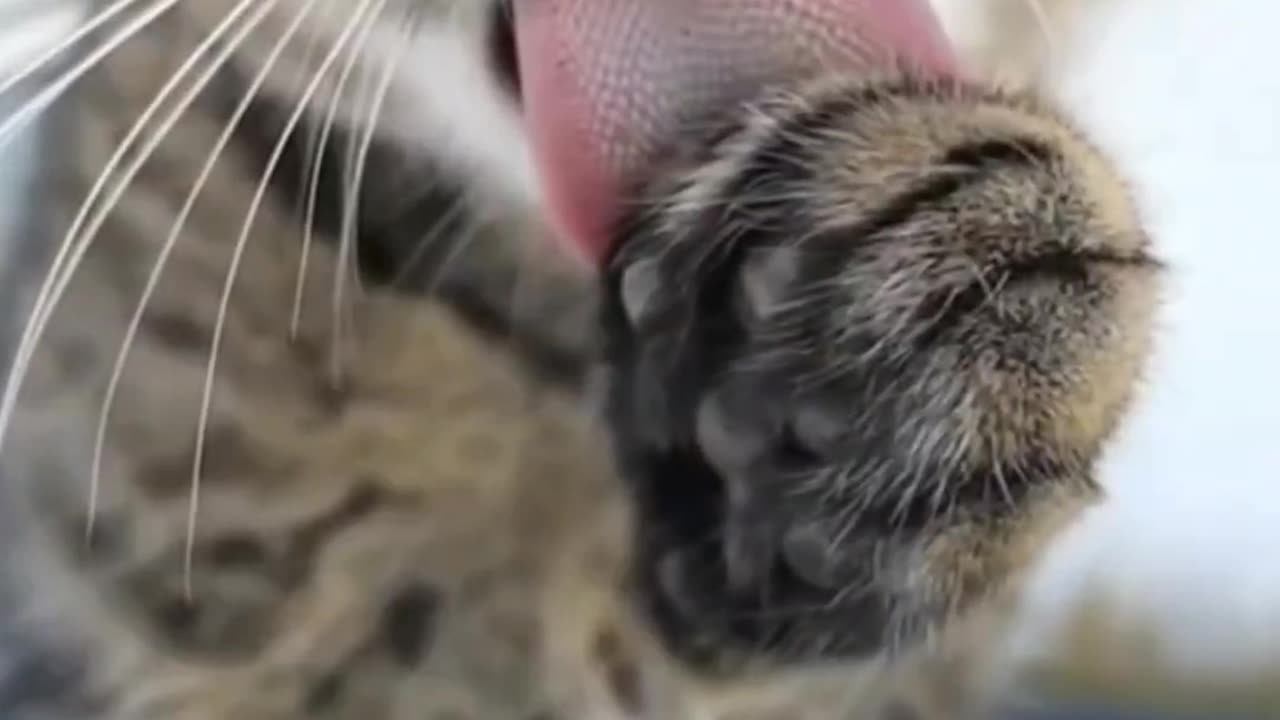 LOL Cats | Cutest Funny Pets Ever! 😸✨