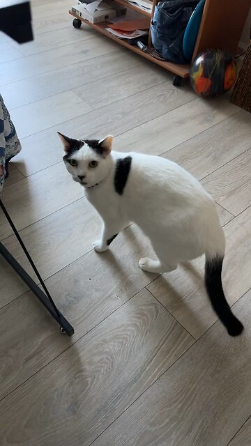 Pablo has a collar with sushi on it