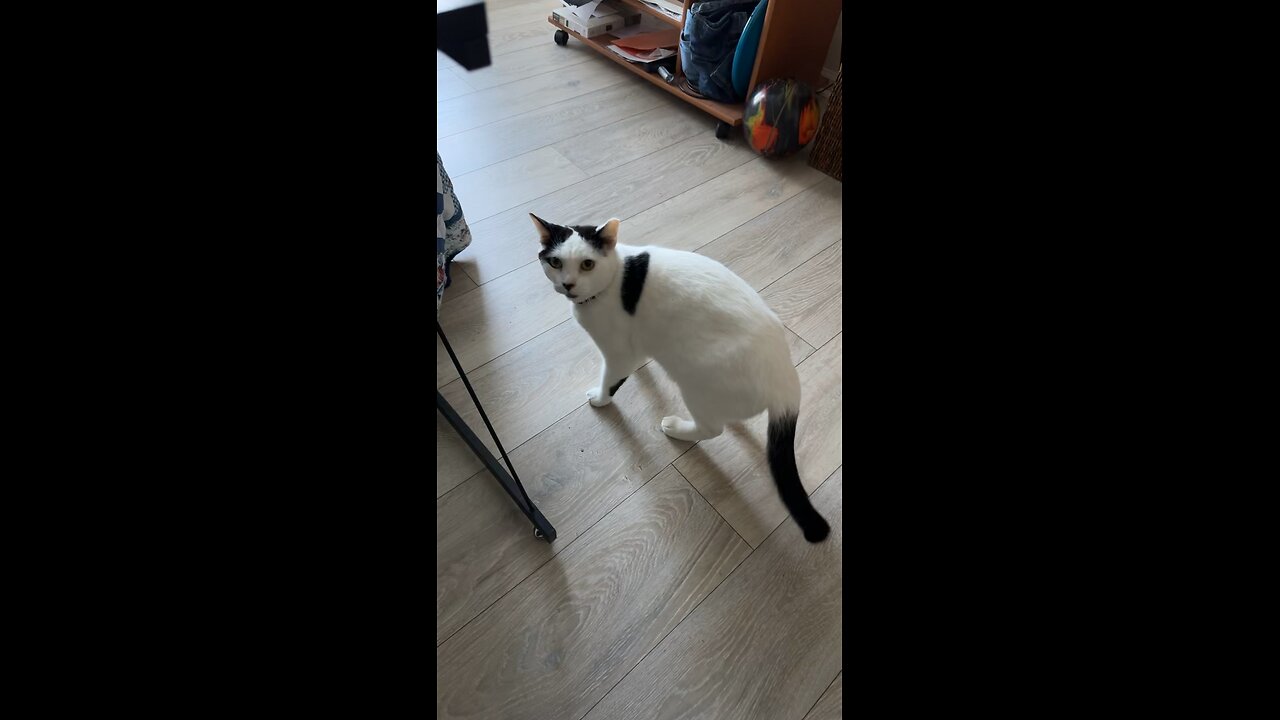 Pablo has a collar with sushi on it