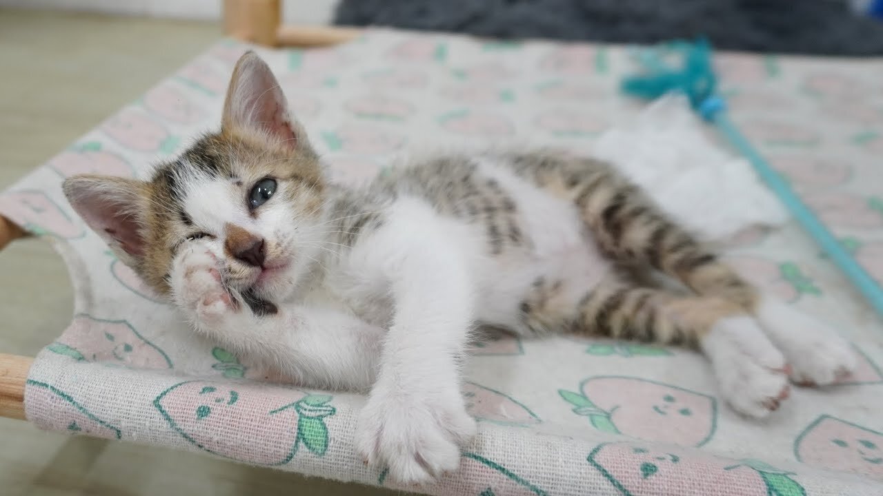 Little kitten MiMi is back in the city! She doesn't want to leave her rural shelter