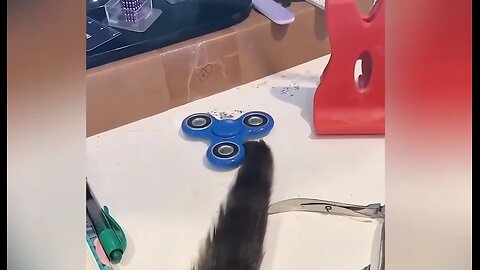 Fidget Spinner Cat?
