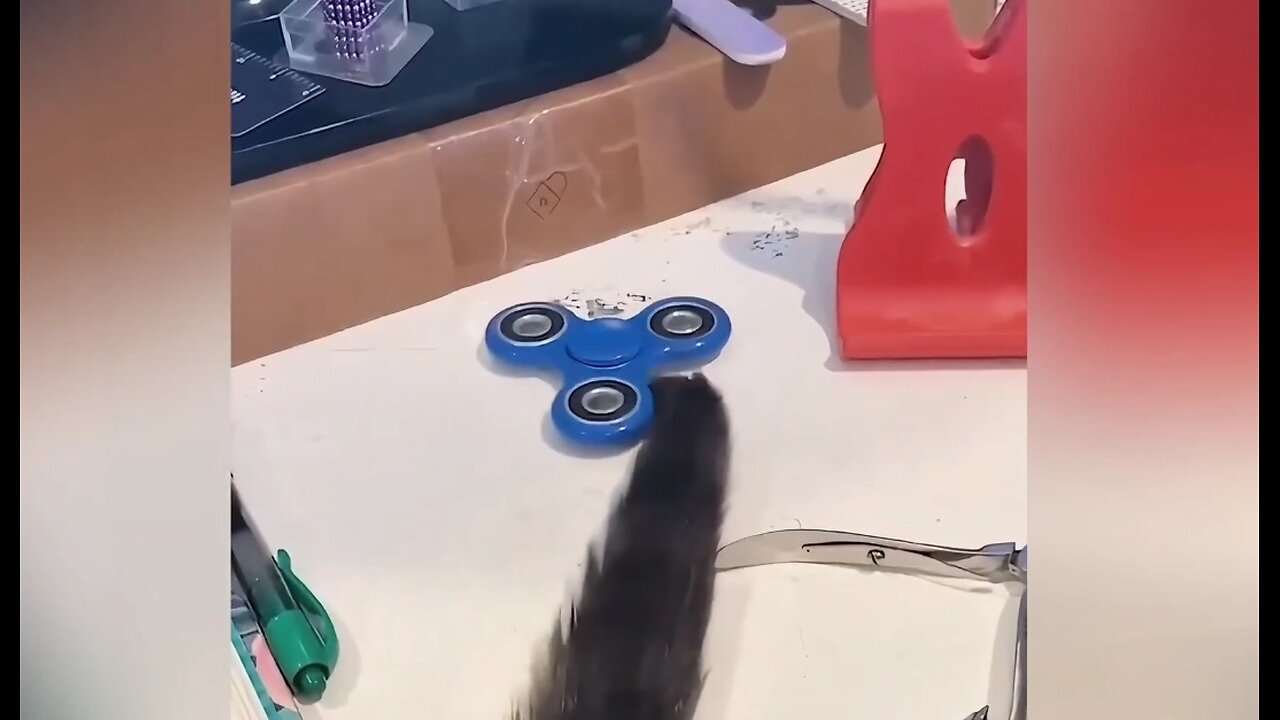 Fidget Spinner Cat?