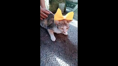 Queen of Cat