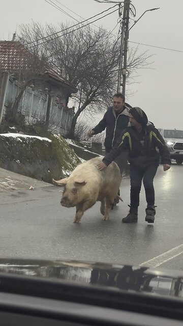 Pig în Romania