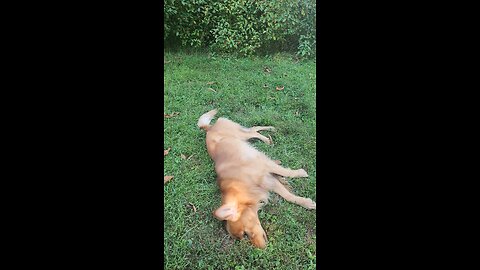 Goofy dog