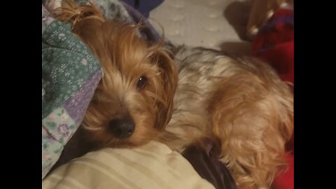 Batman & Chewy, Good Morning Sleepy Heads! #funnydogs #yorkies