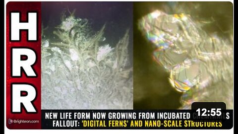 "New Life Form 'Digital Ferns' and Nano-Scale Structures Grow from Incubated Chemtrails Fallout"