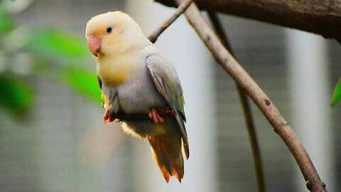 Lovebird Dawn Chorus: Morning Melodies in a Misty Forest