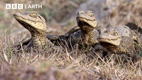 Baby Caimans Face Exhausting "Marathon" To Find Safety| BBC Earth