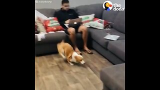 Love All Life Always #180 - Working From Home With Pets (Uh, At Least Trying To Work). Can U Relate?