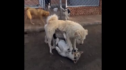 ALPHA MALE *TOP DOG*🏚️🐕🐕‍🦺🐩 📸CONTROLS DOG SHELTER🐶🏚️🦮💫