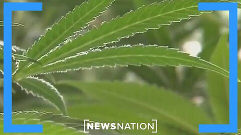 Legalizing cannabis 'takes the bite' out of illegal growers： Expert ｜ NewsNation Prime