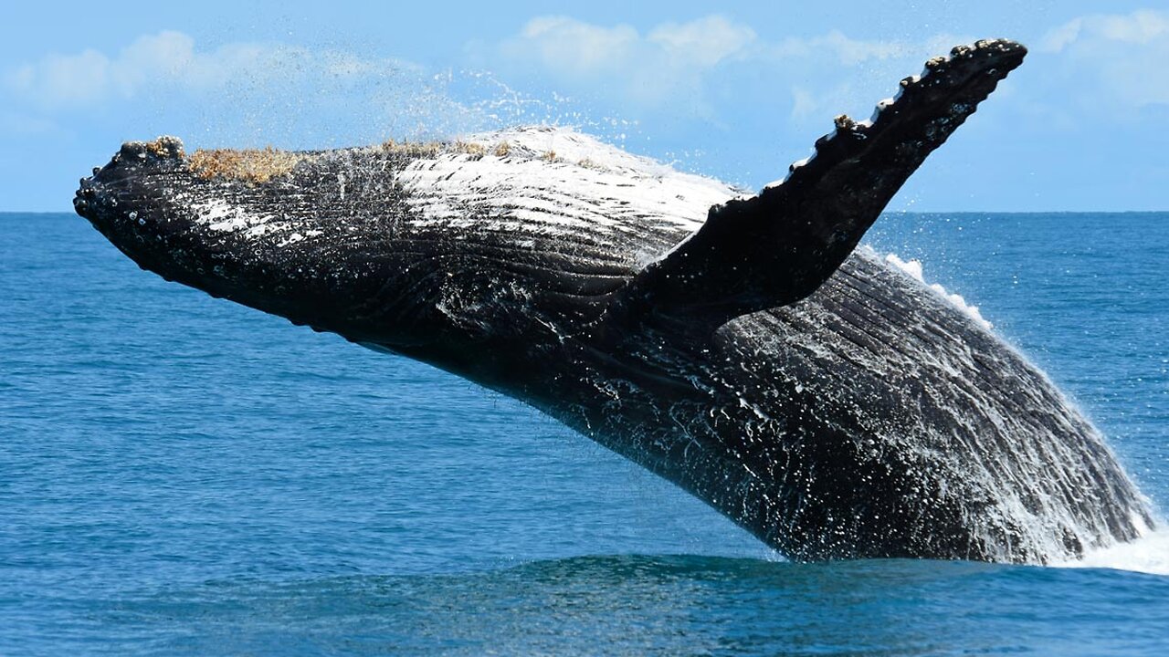 Breaching whale!