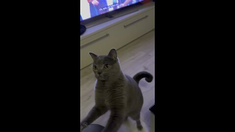 My Crazy Funny Cat Video