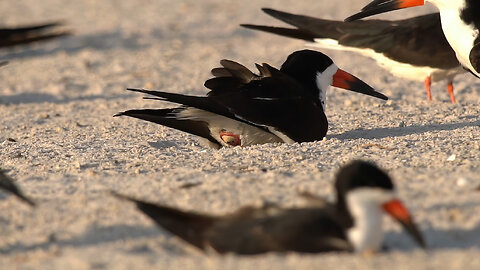 Rare Moment: Black Skimmer Female Lays an Egg
