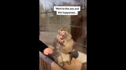 comedy monkey comedy video| latest comedy video