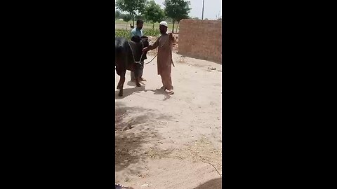 aik qurbai k tehwar par arbon rupe ameron ki Jeb SE gharebon k pass chaly jate hy #sunnateibrahimi