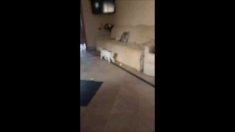 Persians cat